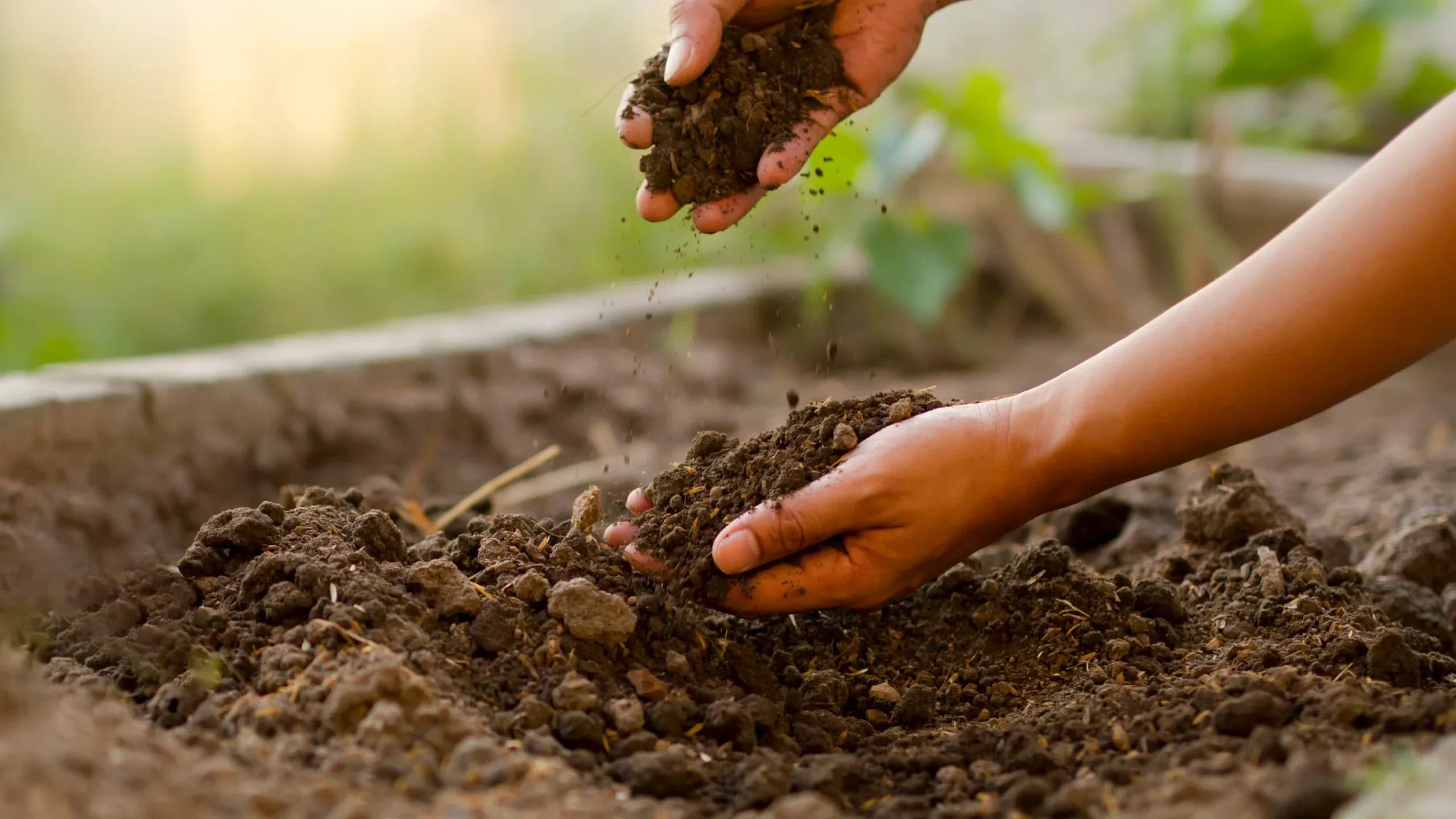 Améliorer la qualité de son sol pour de belles plantations
