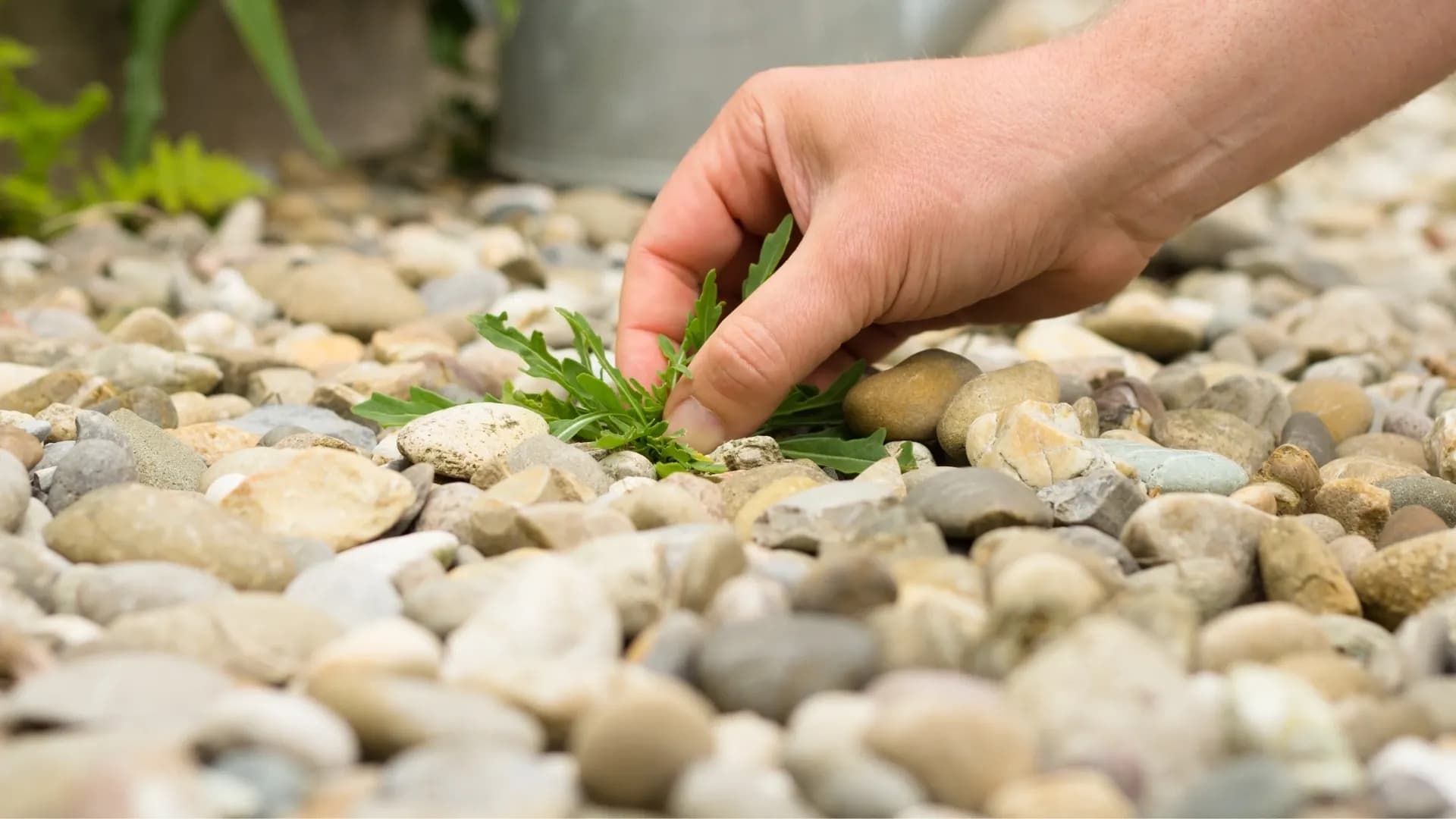 Comment se débarrasser des mauvaises herbes dans son jardin ?
