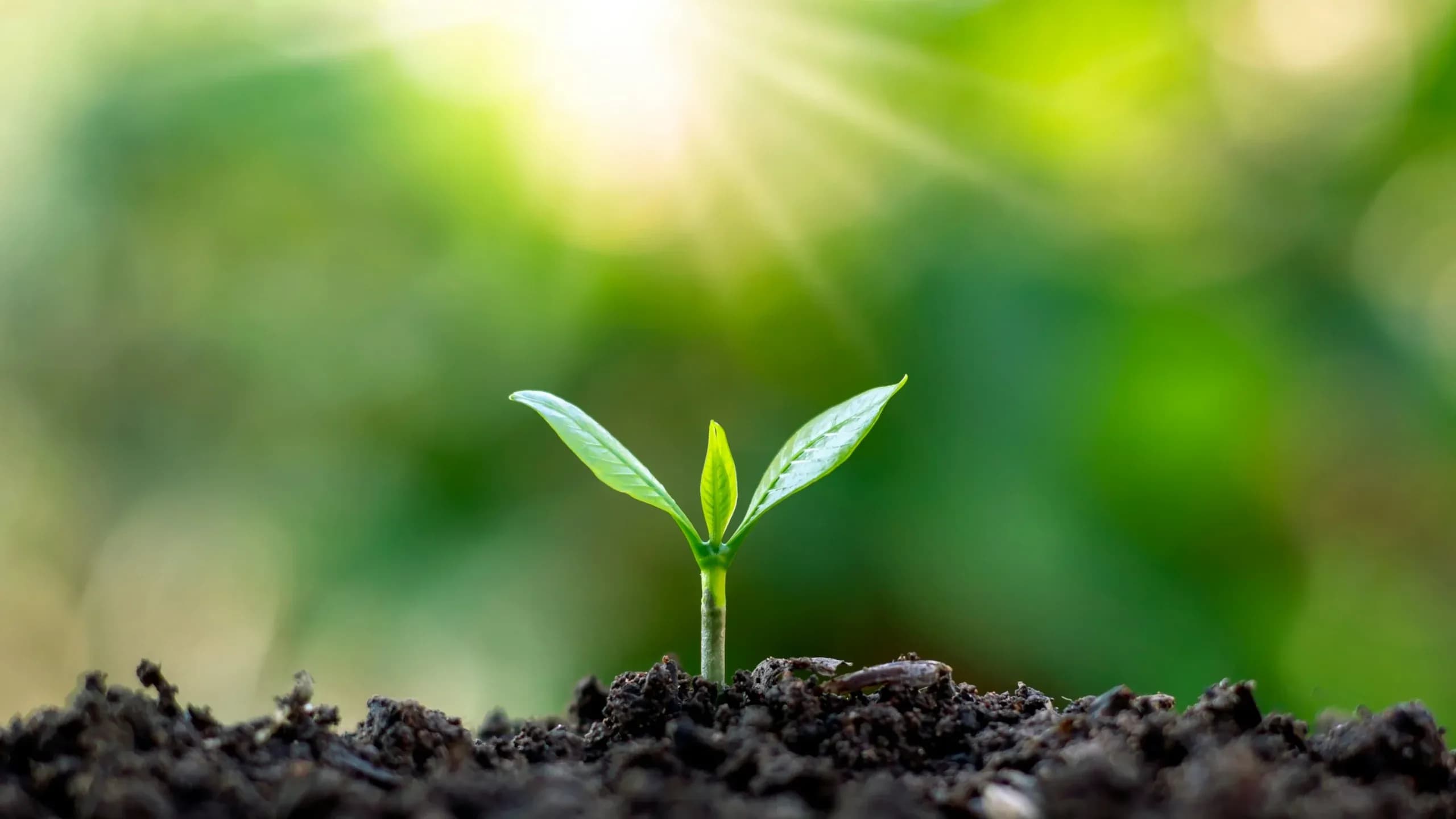Comment fertiliser son jardin naturellement ?