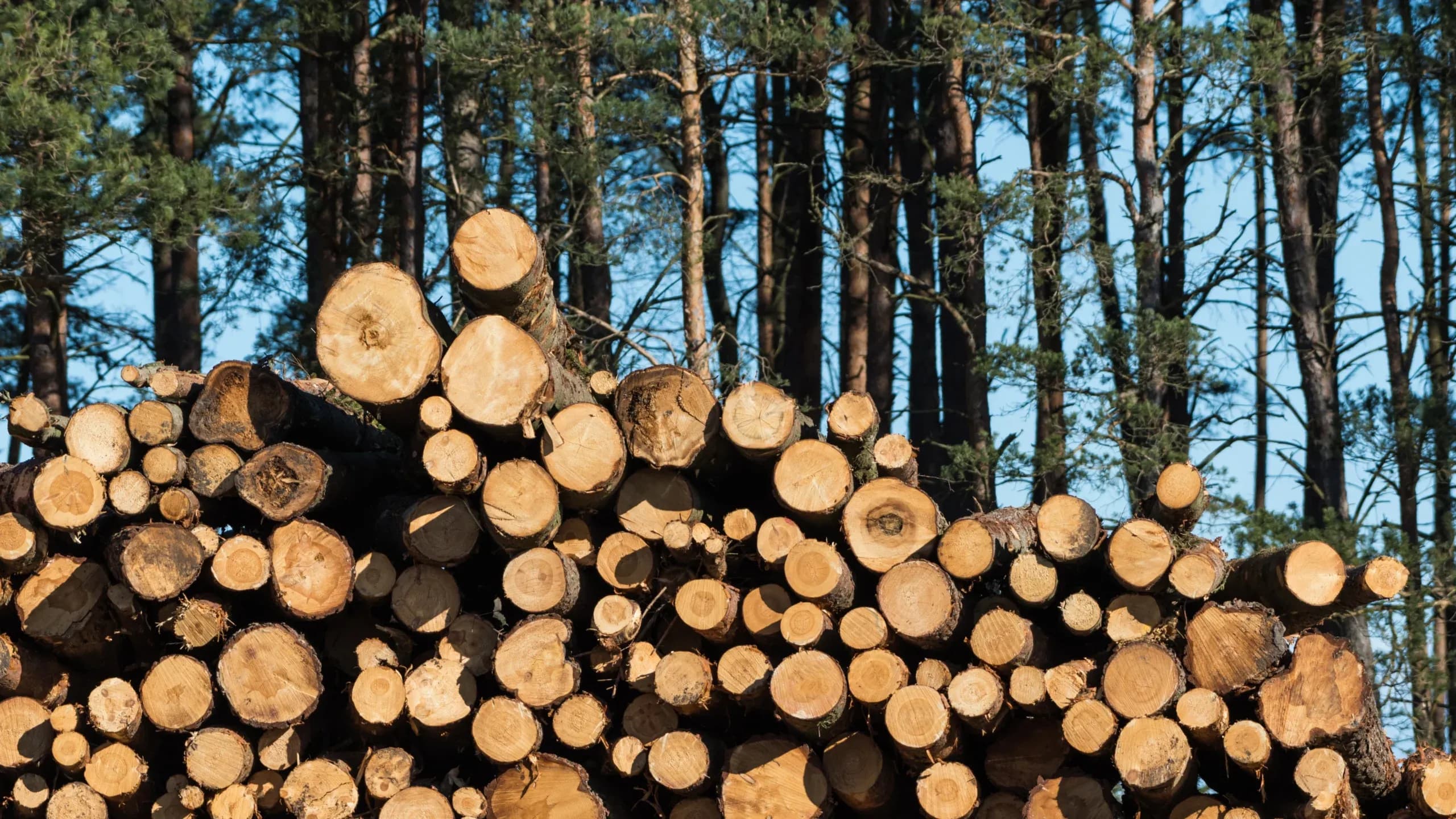 Choix de bois provenant de sources durables et certifiées