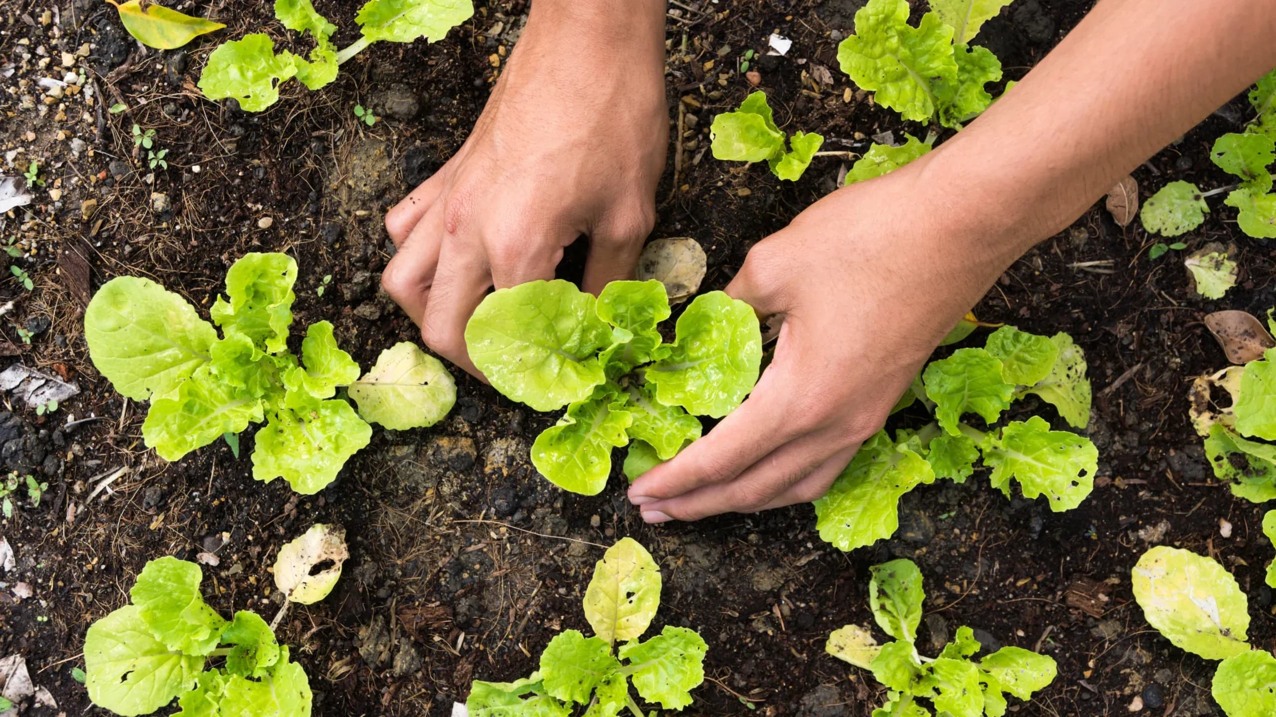 Comment créer et entretenir un potager réussi dans mon jardin ?