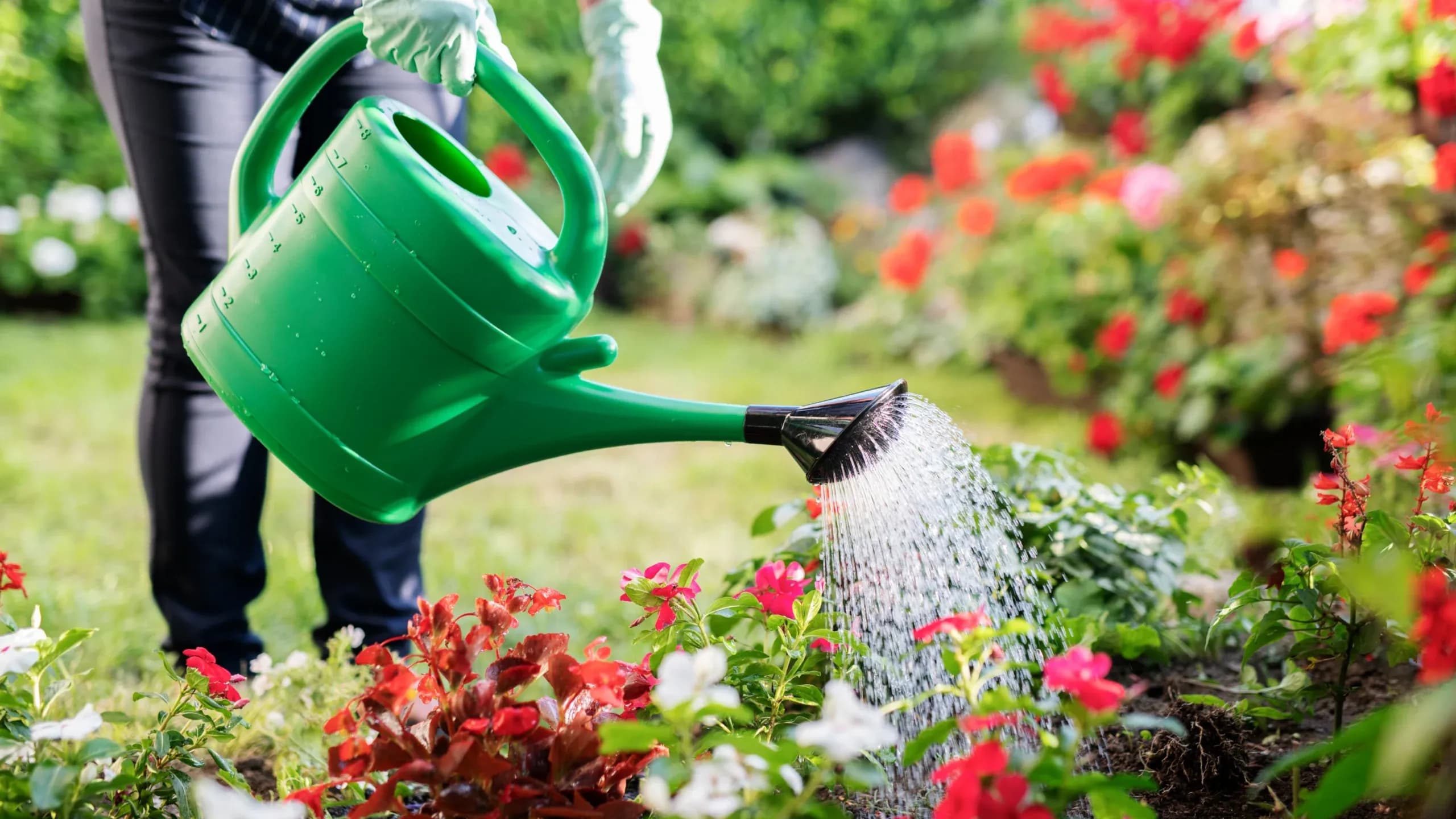 Économiser l’eau tout en arrosant son jardin