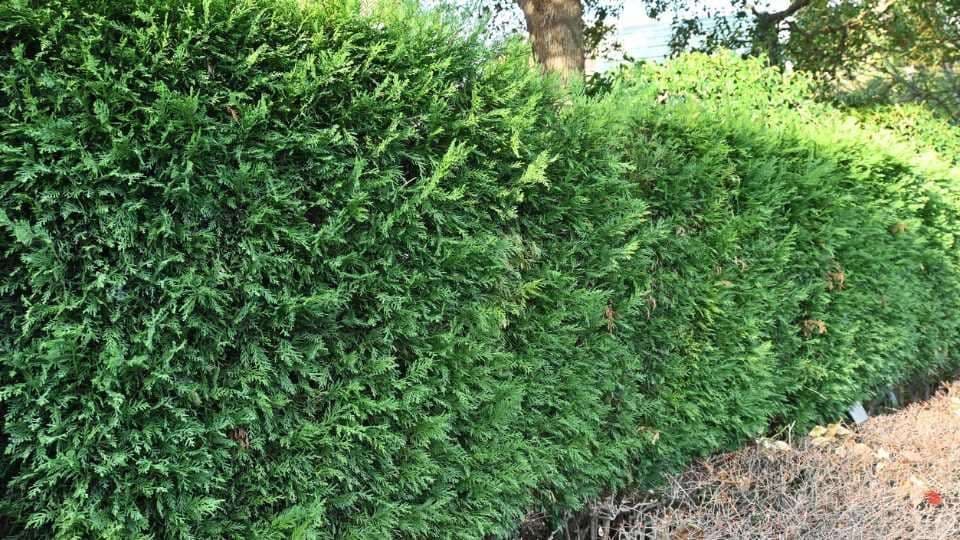 Pourquoi ma haie meurt ? Les erreurs fréquentes