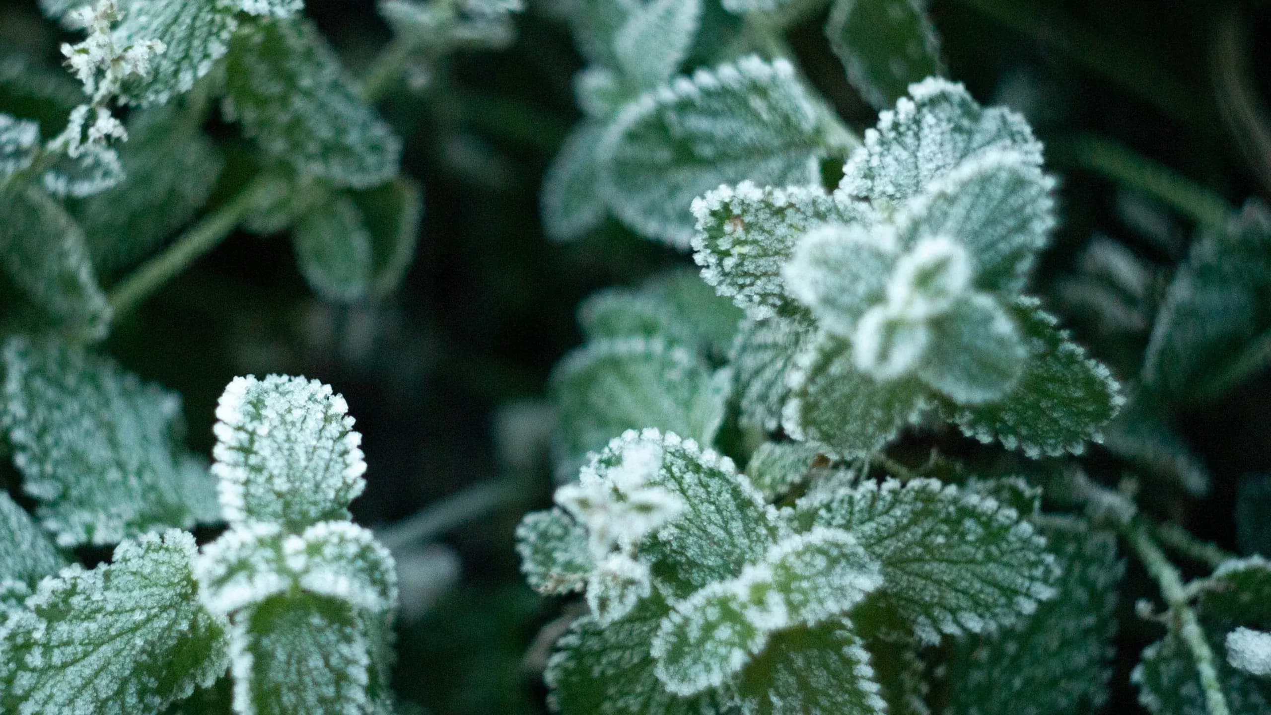 Préparer son jardin pour l’hiver : les étapes clés