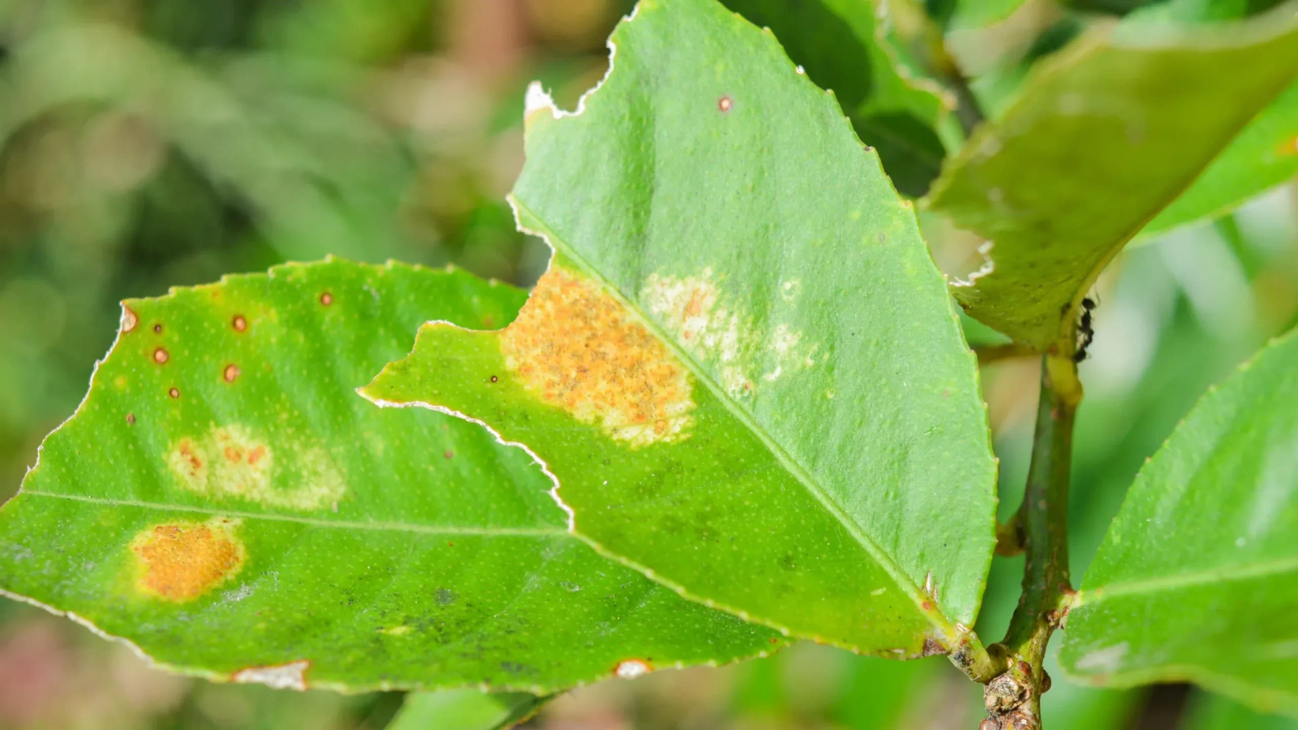 Protéger ses plantes des ravageurs et maladies