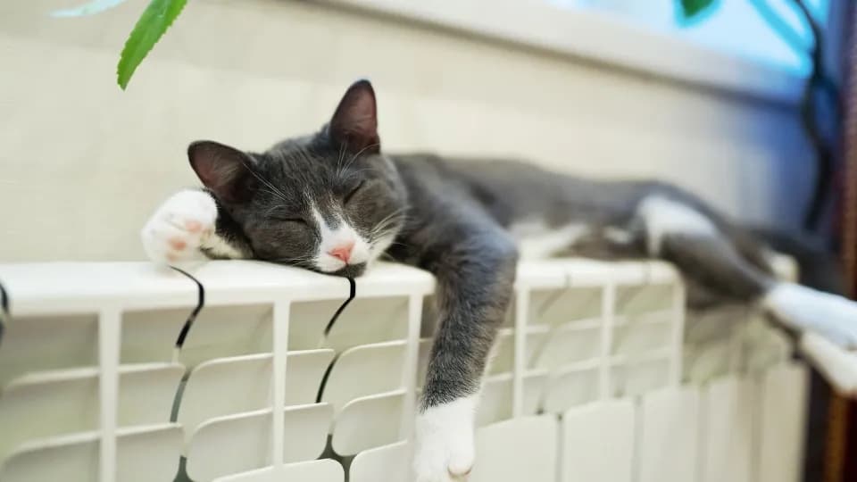 Purger un radiateur sans inonder la pièce : pas-à-pas illustré