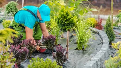 Quelles plantes choisir pour un jardin facile d’entretien ?