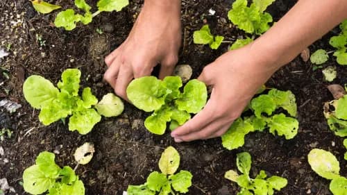 Comment créer et entretenir un potager réussi dans mon jardin ?
