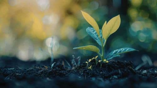 Pourquoi mes plantes meurent malgré l’arrosage ?