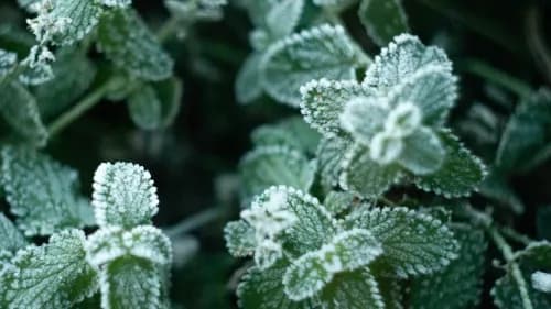 Préparer son jardin pour l’hiver : les étapes clés