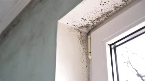 Prévenir les problèmes d’humidité et moisissures en cave