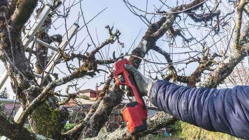 Prix d’un élagage d’arbre : ce qu’il faut savoir