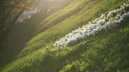 Aménager un jardin en pente : solutions efficaces