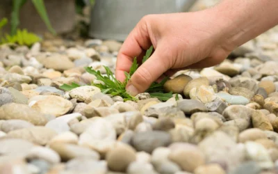 Comment se débarrasser des mauvaises herbes dans son jardin ?