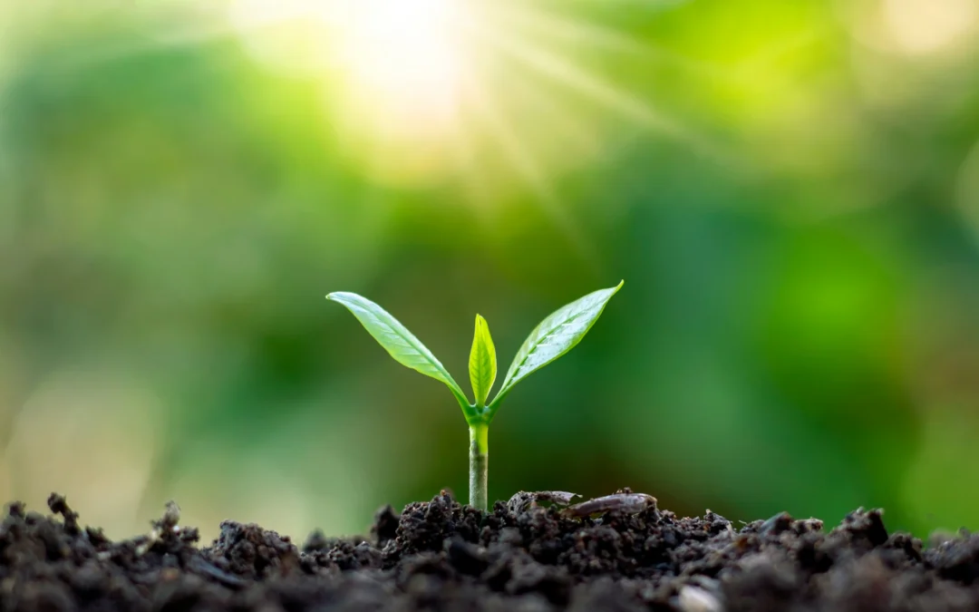 Comment fertiliser son jardin naturellement ?