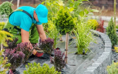 Quelles plantes choisir pour un jardin facile d’entretien ?
