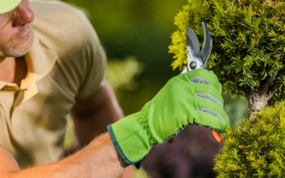 Comment tailler les arbustes et les arbres de son jardin ?