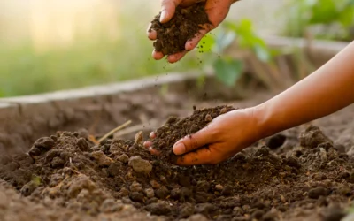Améliorer la qualité de son sol pour de belles plantations