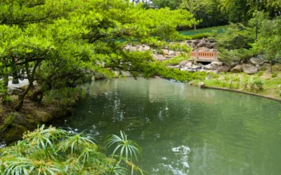 Les avantages d’une piscine naturelle