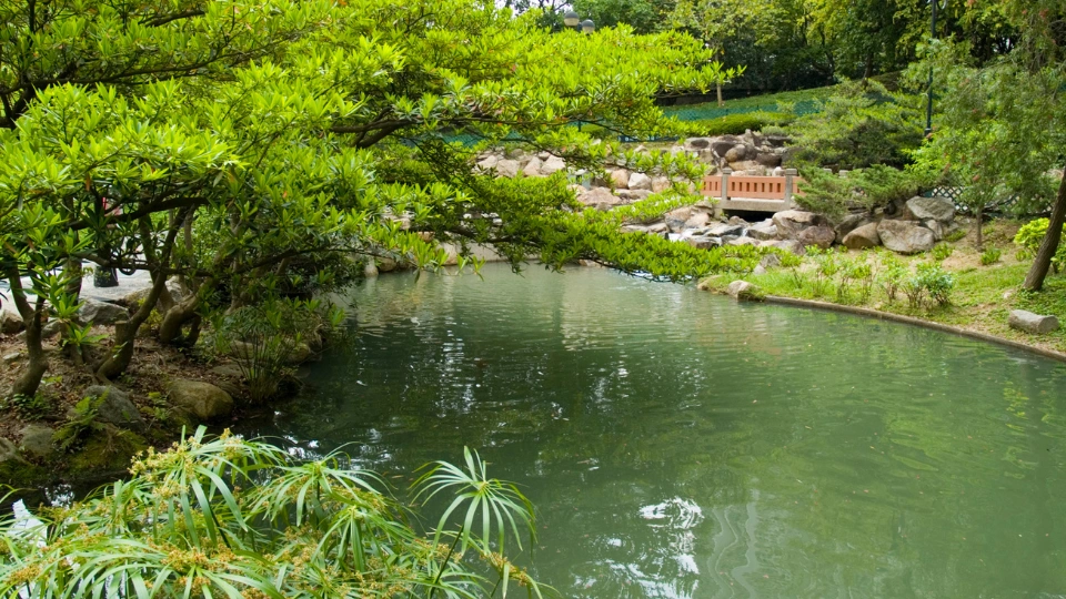 Les avantages d’une piscine naturelle