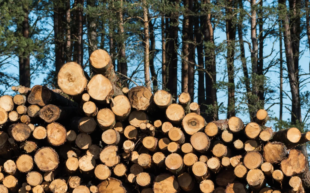 Choix de bois provenant de sources durables et certifiées