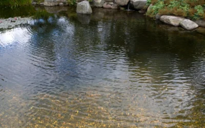 Comment faire une piscine naturelle ?