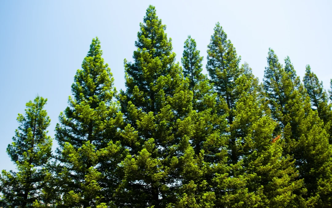 Dois-je couper mon pin, et si oui quand et à quelle fréquence ?