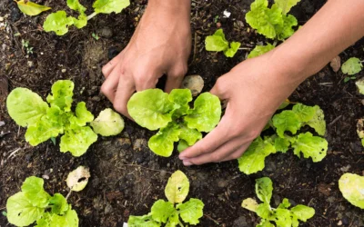 Comment créer et entretenir un potager réussi dans mon jardin ?