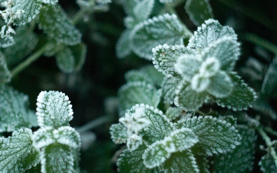 Préparer son jardin pour l’hiver : les étapes clés