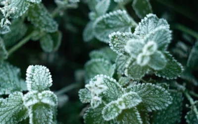 Préparer son jardin pour l’hiver : les étapes clés