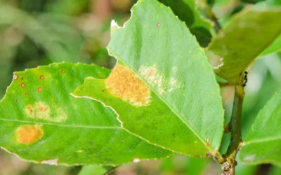 Protéger ses plantes des ravageurs et maladies