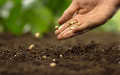 Quand semer et planter dans son jardin ?