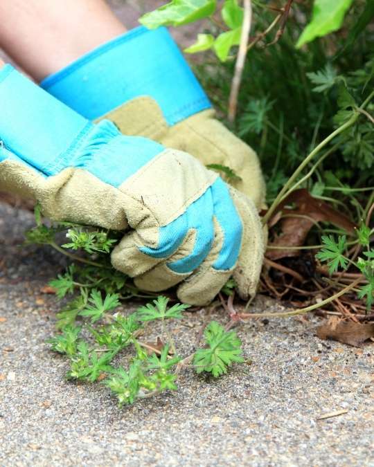 Trouvez un paysagiste pour le désherbage de votre jardin. Dépannage express, travaux, entretiens... service 100 % gratuit avec kelkun