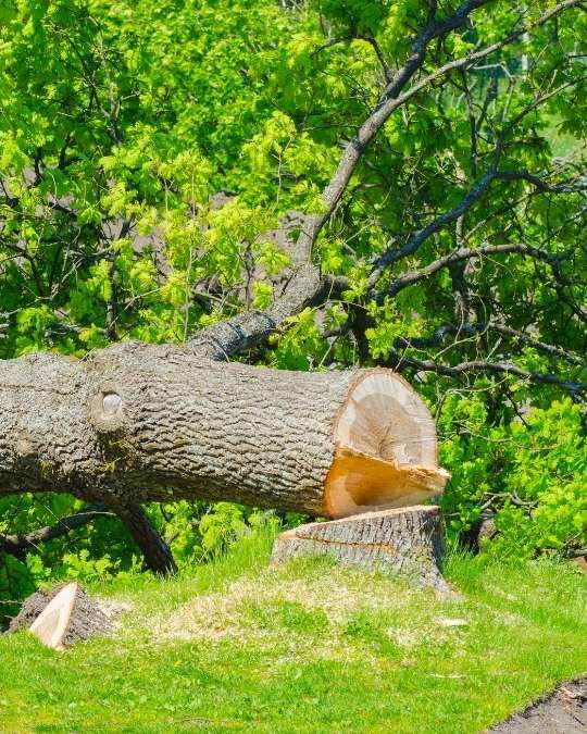 Trouvez un paysagiste certifié pour l'abattage de vos arbres. Dépannage express, travaux... service 100 % gratuit avec kelkun