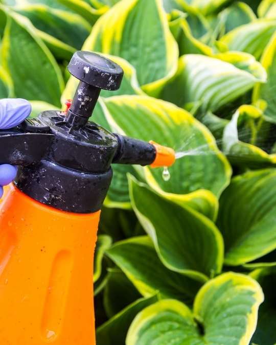 Trouvez un paysagiste certifié pour le traitement phytosanitaire de votre jardin. Dépannage express, travaux, entretiens... service 100 % gratuit avec kelkun