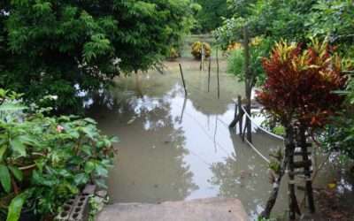 Mon terrain est inondé : solutions de drainage efficaces