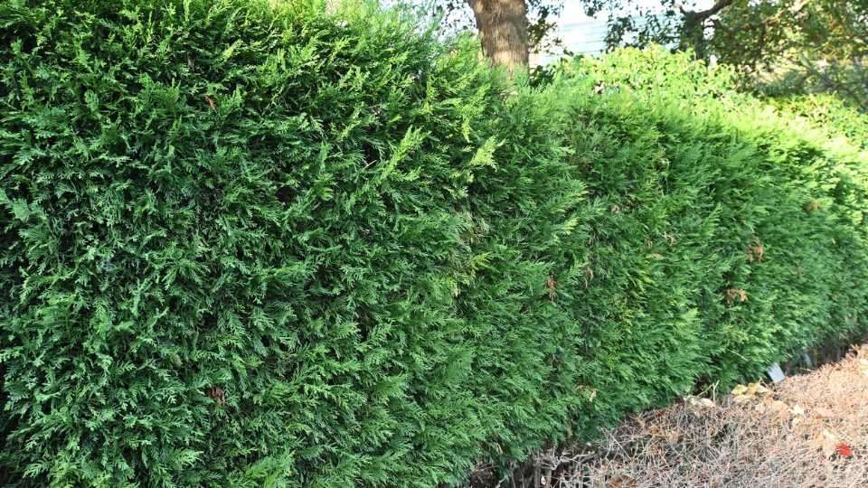 Pourquoi ma haie meurt ? Les erreurs fréquentes