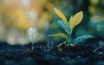 Pourquoi mes plantes meurent malgré l’arrosage ?