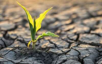Préparer son jardin avant les fortes chaleurs