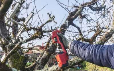 Prix d’un élagage d’arbre : ce qu’il faut savoir