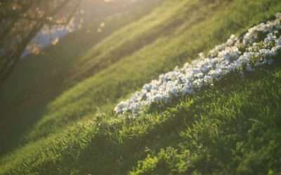 Aménager un jardin en pente : solutions efficaces